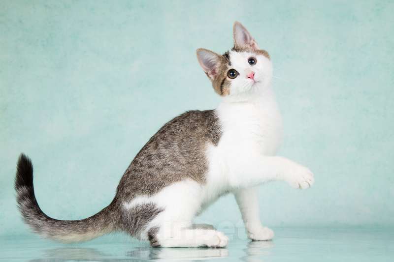 Кошки в Москве: Супер-ласковый и весело-играющий котенок Брюс Ли ищет дом Мальчик, 1 руб. - фото 4