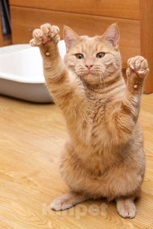 Кошки в Москве: Меня зовут Пегас! Мальчик, Бесплатно - фото 3