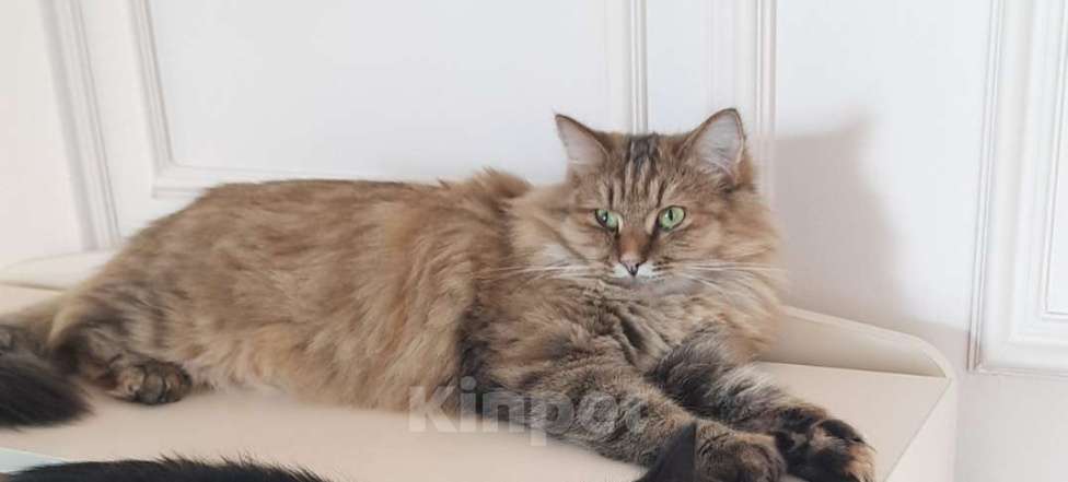 Кошки в Одинцово: Скромница Софа ищет новый дом Девочка, Бесплатно - фото 1
