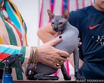 Кошки в Москве: Предлагаю котика Донского сфинкса  Мальчик, 45 000 руб. - фото 1