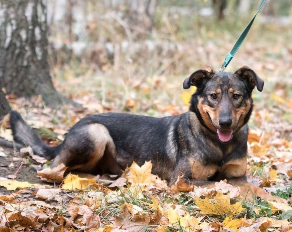 Собаки в Москве: Фиона Девочка, Бесплатно - фото 5