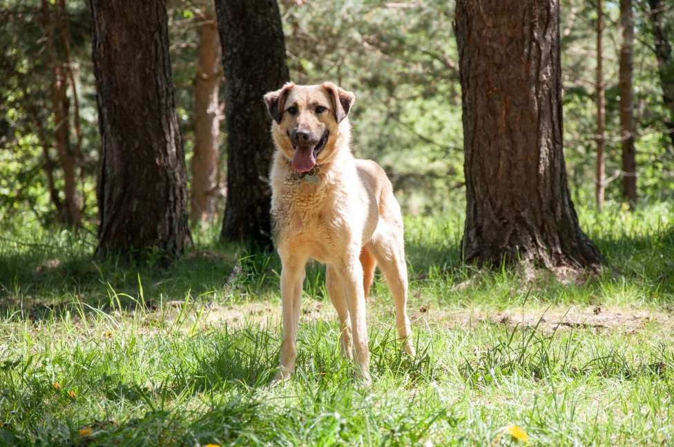 Собаки в Ногинске: Варя ждет свою семью в приюте Девочка, Бесплатно - фото 9