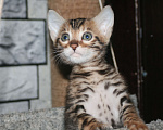 Кошки в Москве: Бенгальские котята Мальчик, 30 000 руб. - фото 6