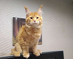 Кошки в Екатеринбурге: Котенок (Кот) Мейн-кун Мальчик, 25 000 руб. - фото 4