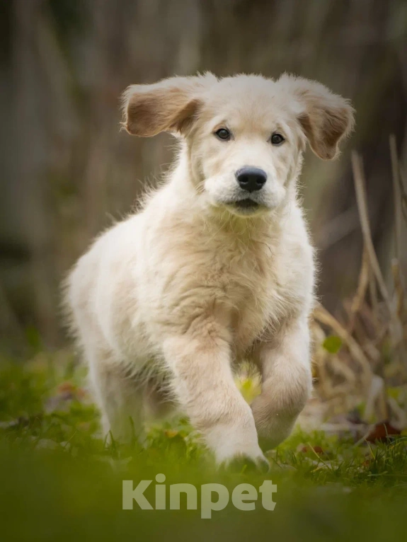 Собаки в Москве: Щенки Золотистого ретривера Мальчик, 120 000 руб. - фото 2