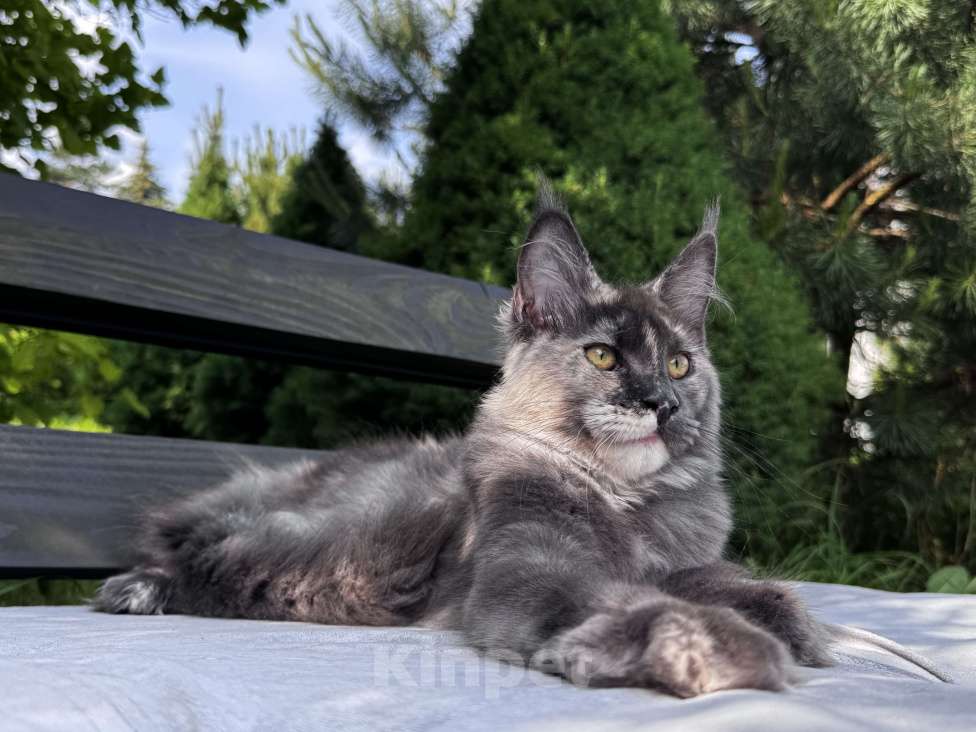 Кошки в Москве: Девочка Мейн Кун Veyron Origami Девочка, 150 000 руб. - фото 3