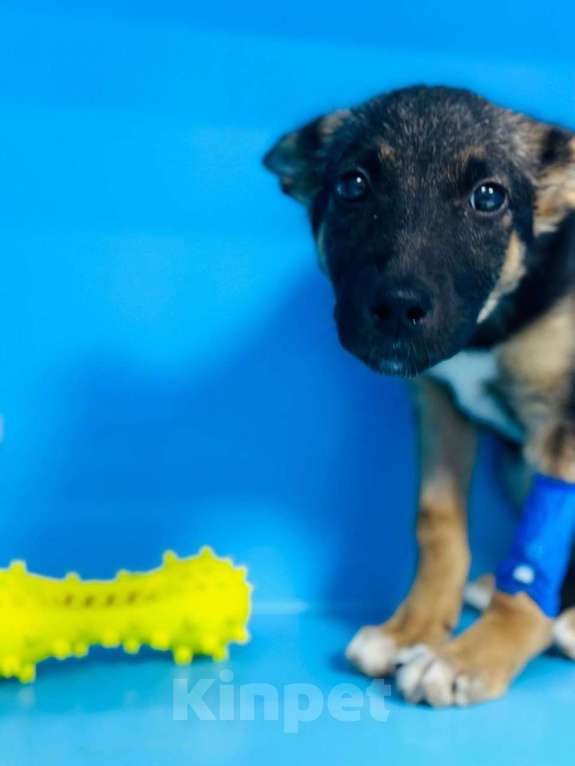 Собаки в Москве: Малышка Аврора  Девочка, 5 руб. - фото 3