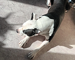Собаки в Тюмени: Ищем самые добрые руки Мальчик, 1 руб. - фото 9