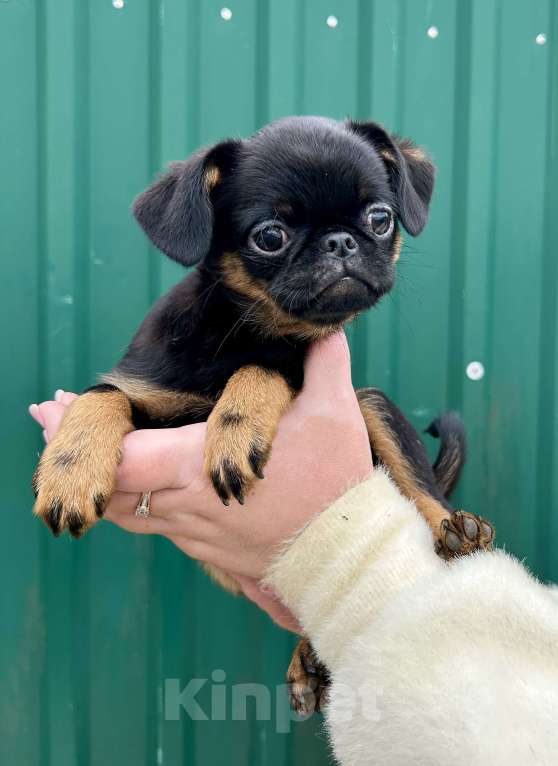 Собаки в Апрелевке: Девочка энерджайзер) Девочка, 60 000 руб. - фото 2