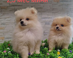 Собаки в Сочи: щенки Померанского шпица Мальчик, 20 000 руб. - фото 1
