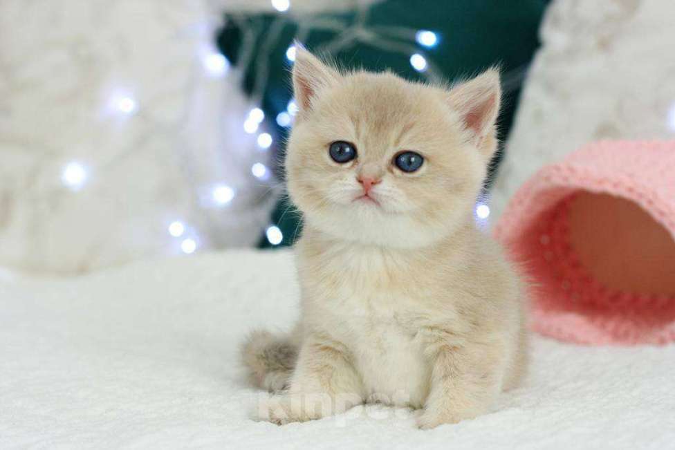 Кошки в Москве: Британская девочка Умница Девочка, 70 000 руб. - фото 2