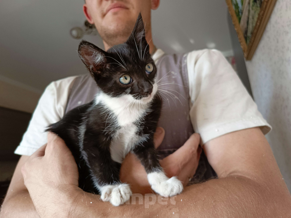 Кошки в Ставрополе: Кошечка котенок 2.5 месяца в добрые руки Девочка, Бесплатно - фото 2