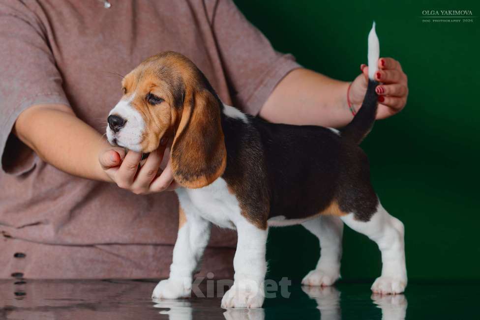 Собаки в Армавире: ЩЕНОК БИГЛЬ ДЕВОЧКА Девочка, 70 000 руб. - фото 4