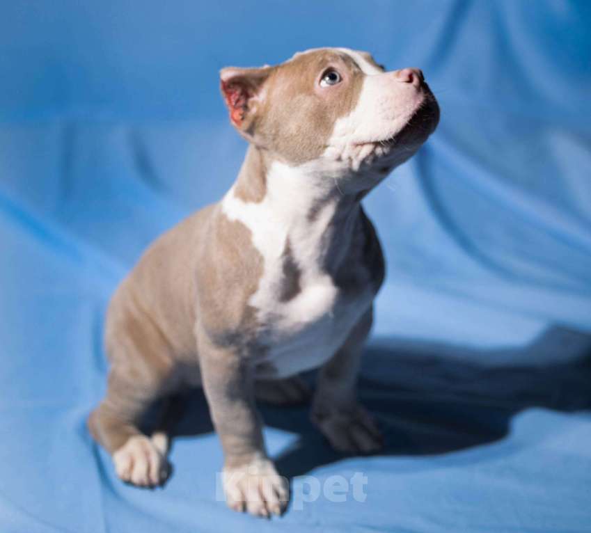 Собаки в Москве: Щенки Американского булли  Девочка, 150 000 руб. - фото 2