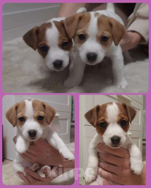 Собаки в Волгограде: Щенки Джек Рассел Терьер Девочка, 35 000 руб. - фото 1
