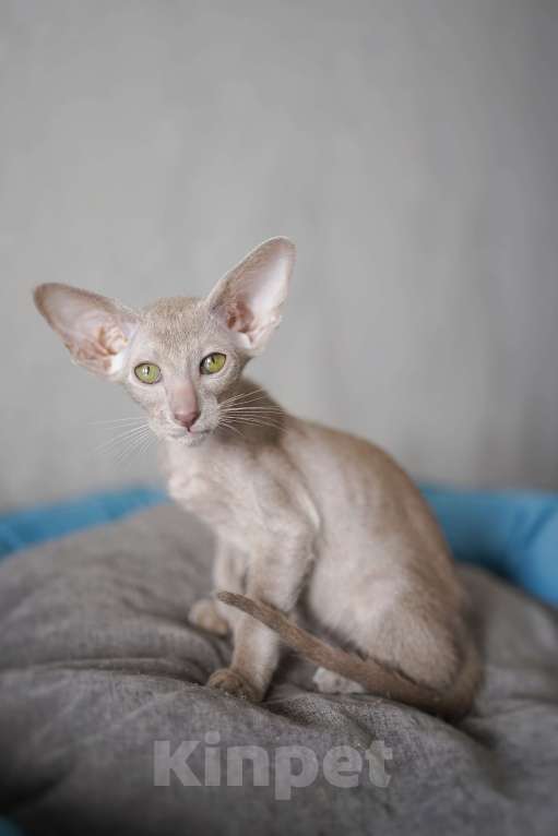 Кошки в Ростове-на-Дону: Ориентальная девочка лиловая Девочка, 60 000 руб. - фото 7