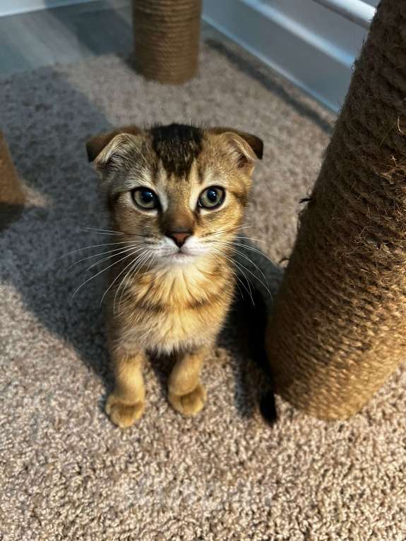Кошки в Всеволожске: Шотландский вислоухий короткошёрстный котёнок Девочка, 10 000 руб. - фото 3