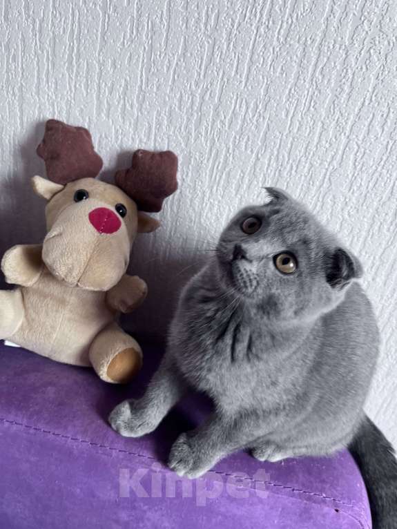 Кошки в Краснодаре: Шотландская Вислоухая кошечка  Девочка, 2 500 руб. - фото 2