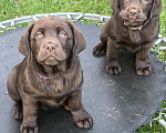 Собаки в других городах Московской области: Шоколадная озорница Девочка, 80 000 руб. - фото 2