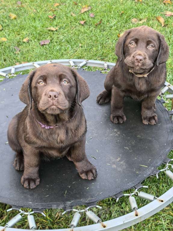 Собаки в других городах Московской области: Шоколадная озорница Девочка, 80 000 руб. - фото 2
