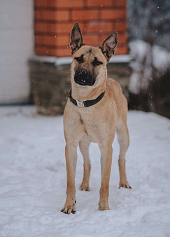 В поисках дома прекрасная собака Веня!