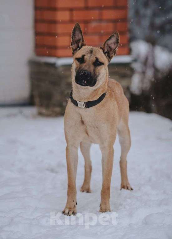 Собаки в Москве: В поисках дома прекрасная собака Веня! Мальчик, Бесплатно - фото 1