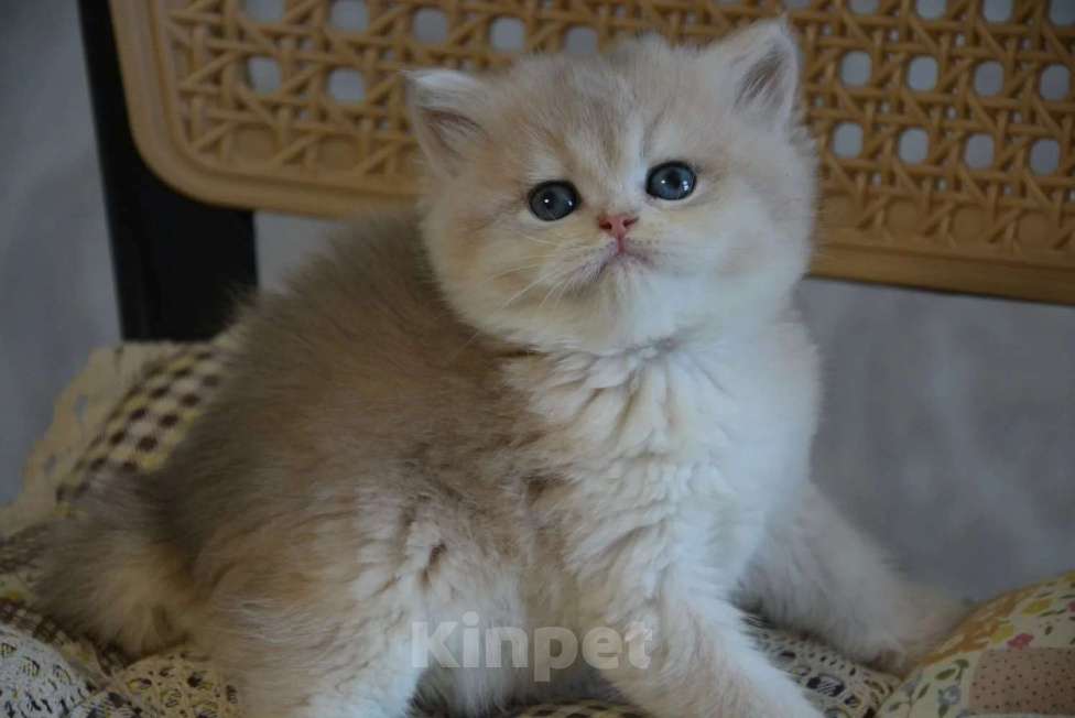 Кошки в Сочи: Котята Девочка, Бесплатно - фото 3