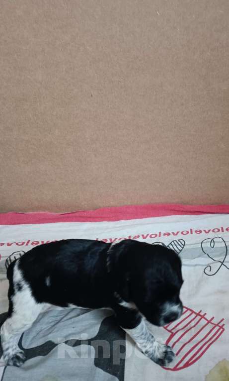 Собаки в других городах Владимирской области: Девочка черная эпаньел бритон Девочка, 39 000 руб. - фото 2