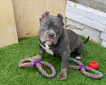 Собаки в Москве: Щенки американского булли Девочка, Бесплатно - фото 1