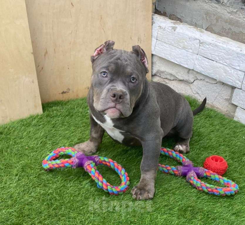 Собаки в Москве: Щенки американского булли Девочка, Бесплатно - фото 1