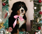 Собаки в Новосибирске: Бернский зенненхунд Девочка, 150 000 руб. - фото 2