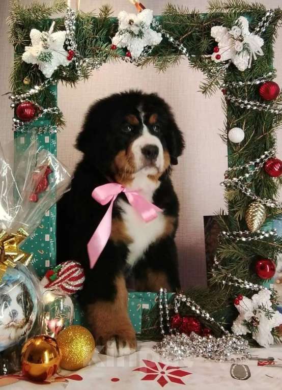 Собаки в Новосибирске: Бернский зенненхунд Девочка, 150 000 руб. - фото 2