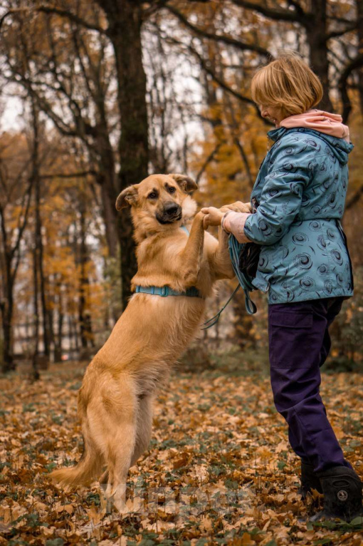 Собаки в Москве: Собака в добрые руки бесплатно Москва Мальчик, Бесплатно - фото 7