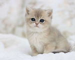 Кошки в Владивостоке: Британская девочка драгоценного окраса Девочка, 120 000 руб. - фото 1