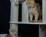 Кошки в Волгограде: Шотландские котята Девочка, 35 000 руб. - фото 5