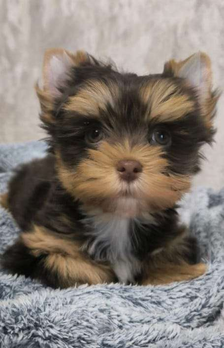 Собаки в Москве: Цветной йорк Мальчик, 63 000 руб. - фото 3