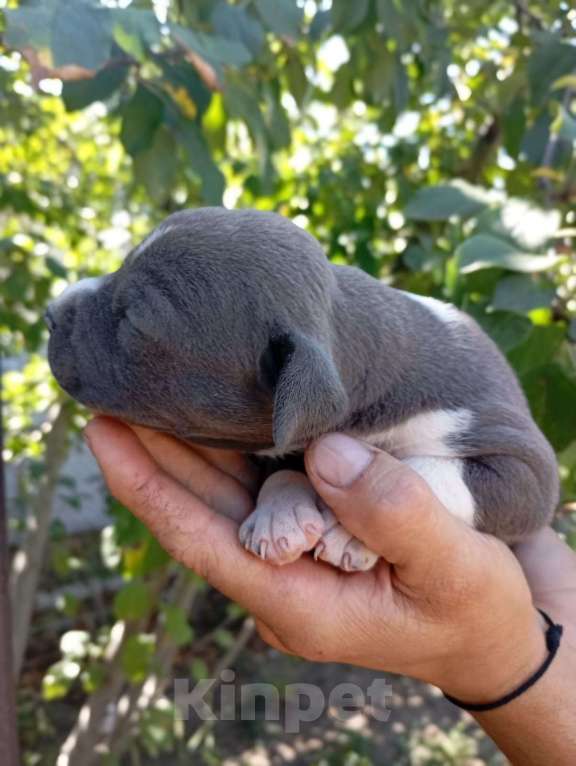 Собаки в Краснодаре: Щенки  Амстафф от питомника  Асти Аврора Девочка, 70 000 руб. - фото 3