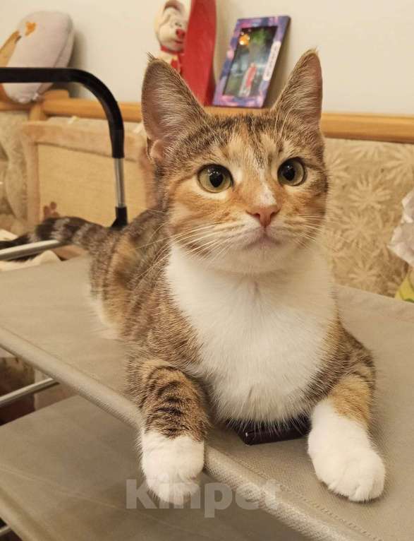 Кошки в Москве: Маленькая, красивая киса в добрые руки  Девочка, Бесплатно - фото 2