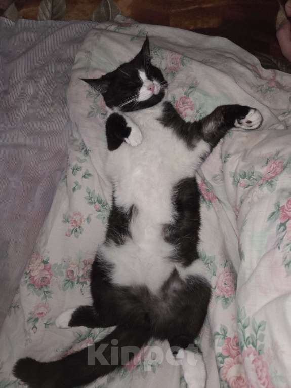 Кошки в Москве: Потерялась Черно-белая кошка Девочка, Бесплатно - фото 3