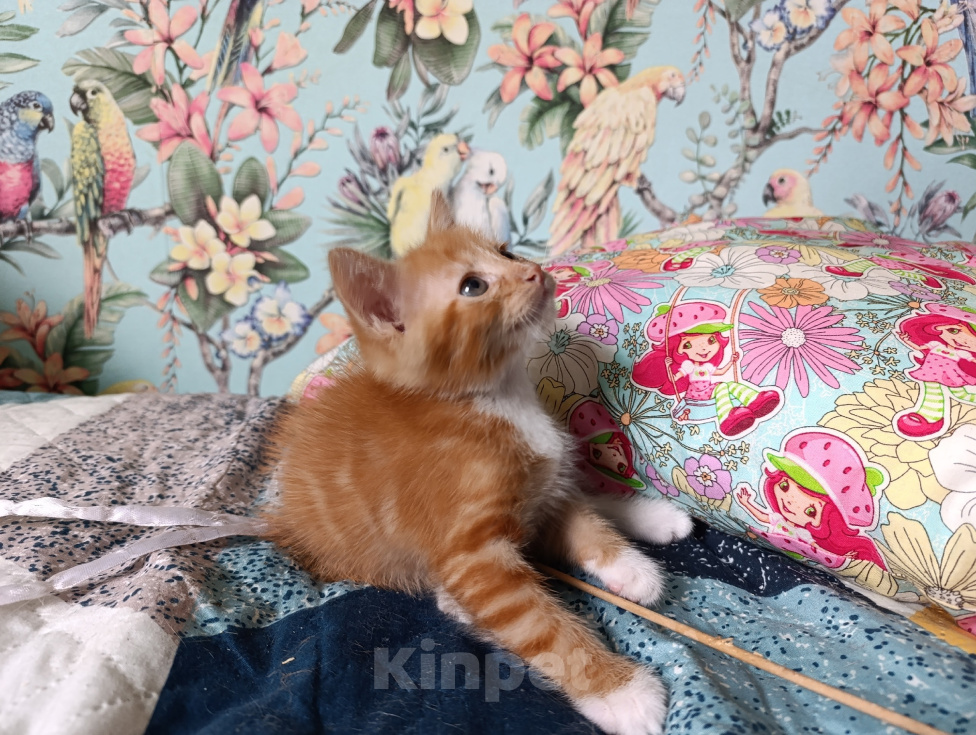 Кошки в Богородицке: Рыжий котенок в добрые руки Мальчик, Бесплатно - фото 2