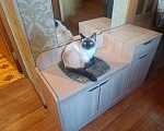 Кошки в Воронеже: Пропала кошка, Купянский, д. 1а, Воронеж — тайка с голубыми глазами Девочка, Бесплатно - фото 1