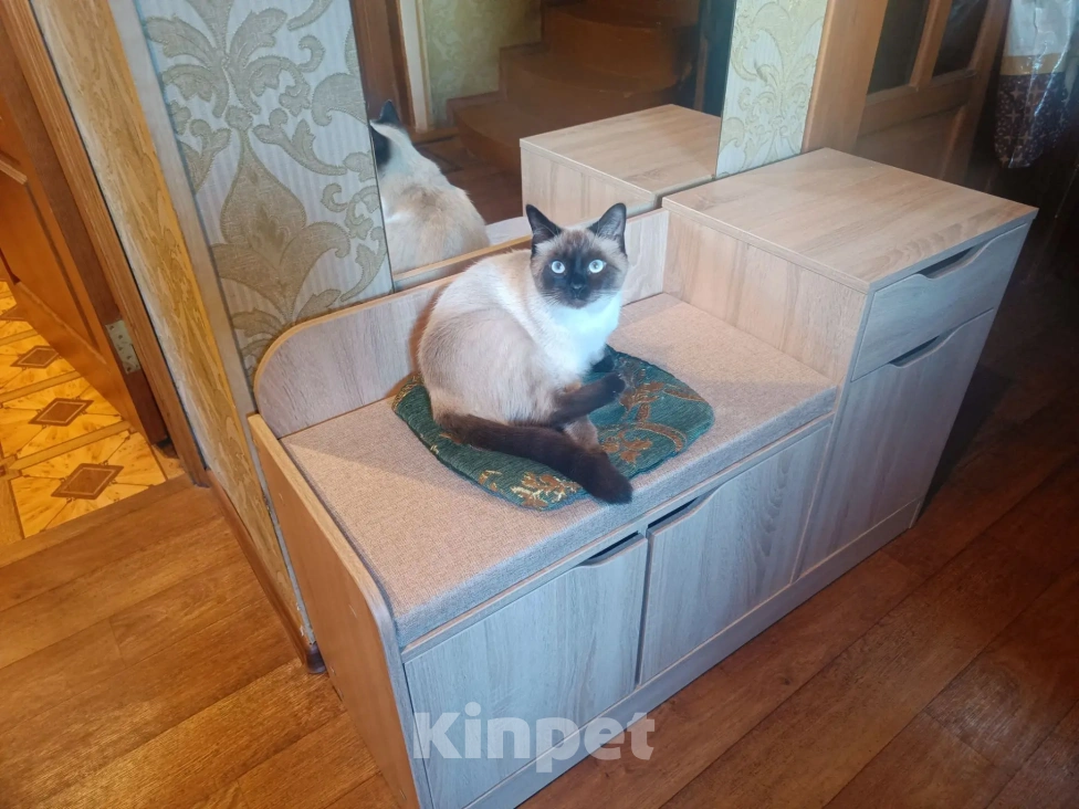 Кошки в Воронеже: Пропала кошка, Купянский, д. 1а, Воронеж — тайка с голубыми глазами Девочка, Бесплатно - фото 1