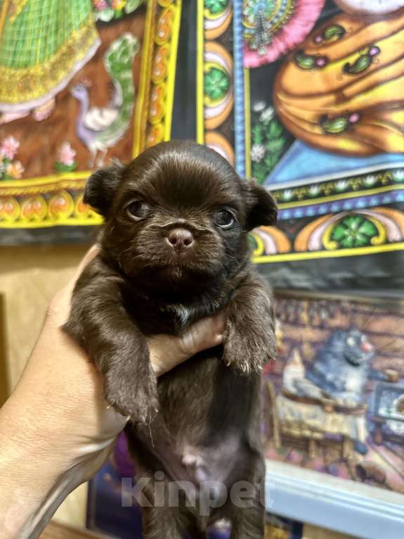 Собаки в Ростове-на-Дону: Чихуахуа Девочка, 50 000 руб. - фото 6