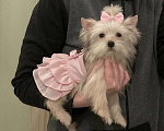 Собаки в Москве: Мини йорк золотая девочка нежная Девочка, 60 000 руб. - фото 6