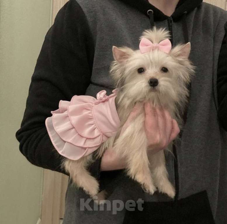 Собаки в Москве: Мини йорк золотая девочка нежная Девочка, 60 000 руб. - фото 6