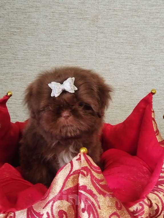 Собаки в других городах Московской области: Щенок ши тцу Девочка, 150 000 руб. - фото 1