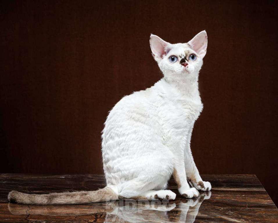 Кошки в Москве: Котенок Девон Рекс Ясмина Девочка, 70 000 руб. - фото 2