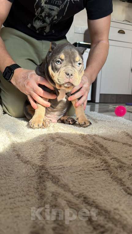 Собаки в Сочи: Мальчик триколор покет Мальчик, Бесплатно - фото 2