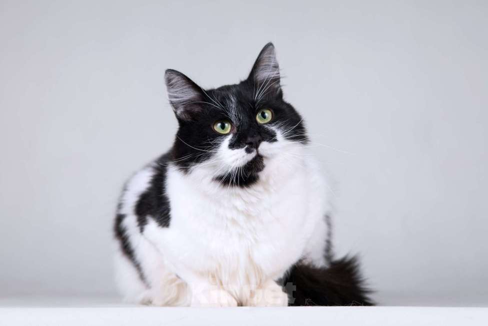 Кошки в Москве: Большой добрый кот по имени Мальчик Мальчик, 1 руб. - фото 7