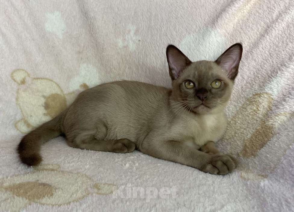 Кошки в Дмитрове: Шоколадный бурманский мальчик Baks Мальчик, 40 000 руб. - фото 5